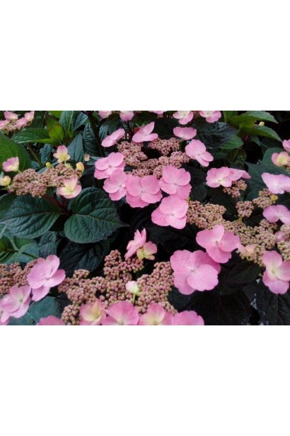 Щиткоподібне суцвіття гортензії Daredevil на кущі в літній садовій обстановці, яскраво-рожеві квітки з насичено-зеленим листям.